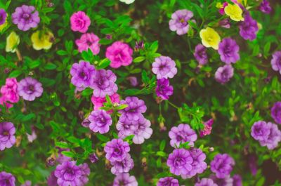 Close-up of pink flowers blooming outdoors