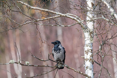 Low angle view of bird perching on tree