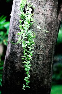 Close-up of ivy growing on tree trunk