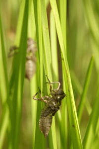 Close-up of empty molting on reed near a pond
