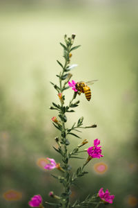 Bee pollinating flower