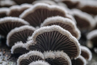 Close-up of white mushrooms