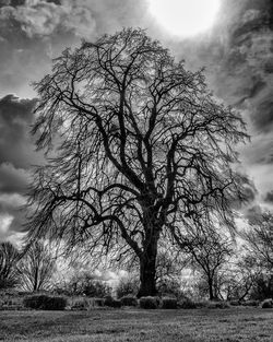 Bare trees on field against cloudy sky