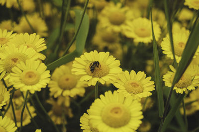 Close-up of bee pollinating on yellow flower