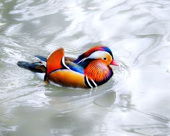 High angle view of duck swimming in lake