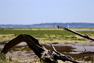 Close-up of rusty metal on field against sky