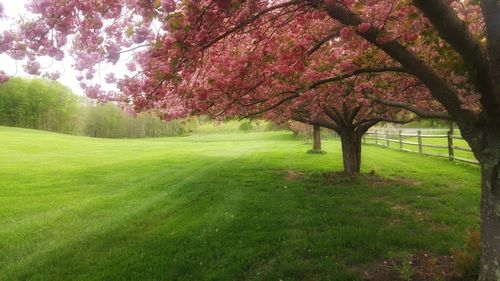 Fresh flower tree in park against sky