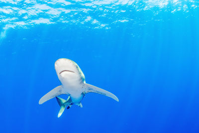 Close encounter of a oceanic white tip shark at cat island bahamas