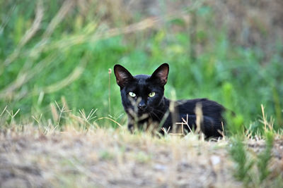 Portrait of black cat on field