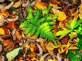 Autumn leaves on ground