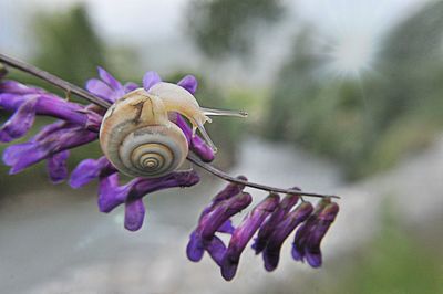 Close-up of snail on purple flowering plant