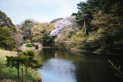 Reflection of trees in river