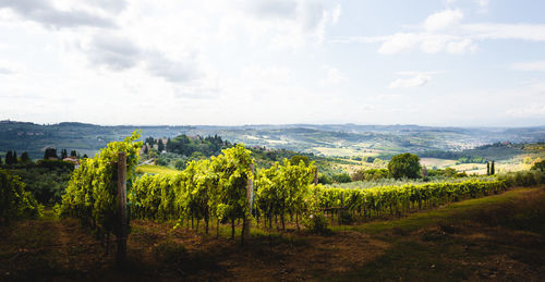 Scenic view of vineyard against sky