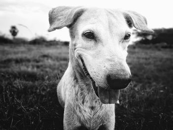 Close-up of dog on field