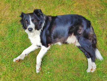 Dog lying on field