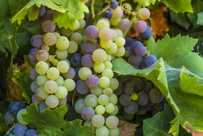 Close-up of grapes in vineyard