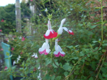 Close-up of pink flowers