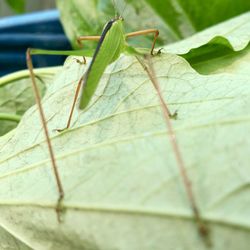 Close-up of insect on leaf