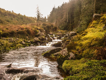 River flowing through forest