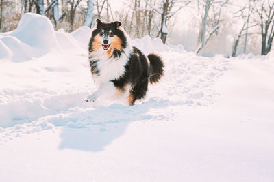 Dogs walking on snow covered field