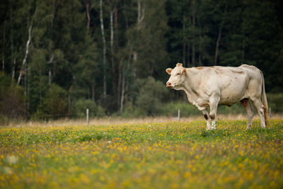 meadow