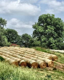 Trees on field against cloudy sky