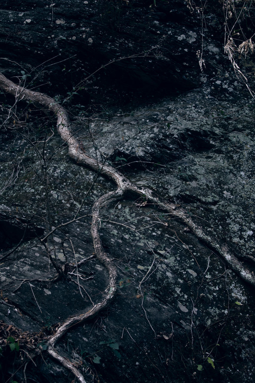 HIGH ANGLE VIEW OF ROOTS ON TREE