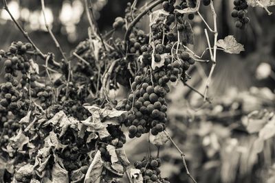 Close-up of fruits growing on plant