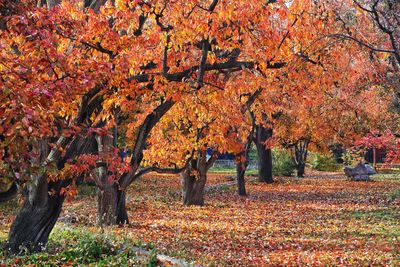 Sunlight falling on autumn leaves in park