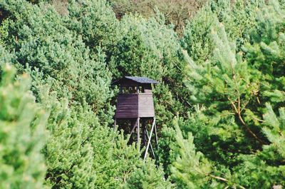 Fresh green plants and trees in park