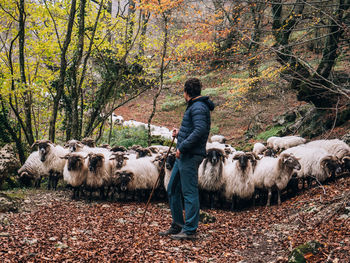 Male shepherds walking with stick on path covered with autumn leaves during transhumance of sheep herd on cloudy day in urbasa range