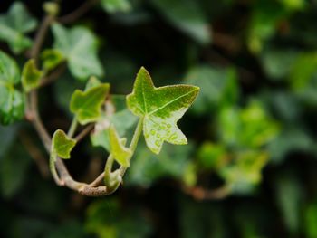 Close-up of fresh green leaf