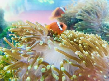 Close-up of fish swimming in sea