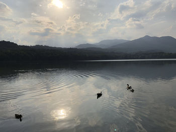 View of ducks swimming in lake