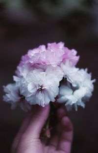 Close-up of hand holding flower