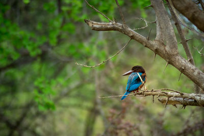 Isolated blue kingfisher on branch, udawalawa park, sri lanka
