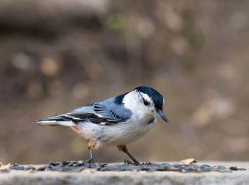 Close-up of bird perching on wood