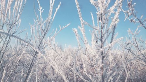 Close-up of bare tree against sky