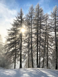 Sunlight streaming through trees in forest during winter