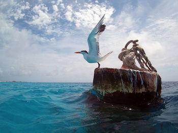 Bird perching on sea against sky