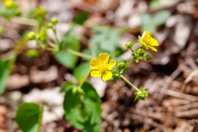 plant