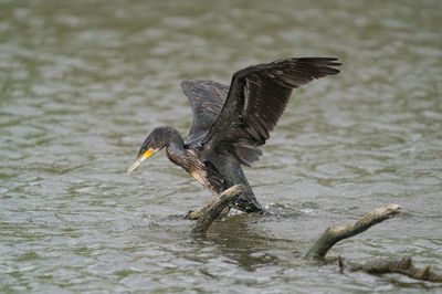 Bird flying over lake