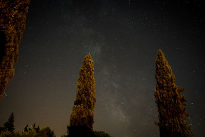 Low angle view of trees against sky at night