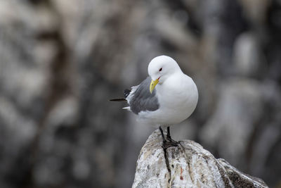 Close-up of seagull perching on rock