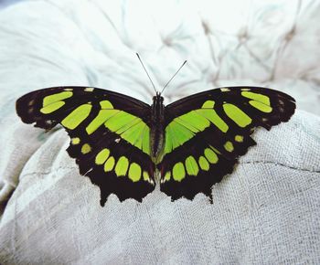 Butterfly on leaf