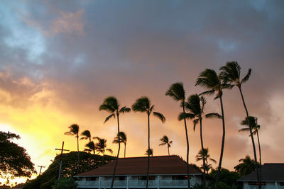 Low angle view of silhouette palm trees against sky during sunset