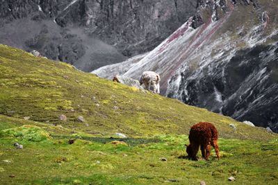 View of a horse on landscape