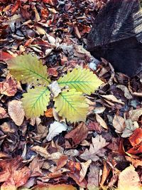 Full frame shot of autumn leaves