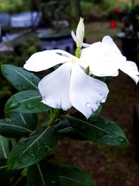 Close-up of white flower blooming outdoors