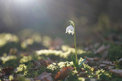 Close-up of white flowering plant on land